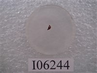 藏品(厚頭龍牙齒切片)的圖片